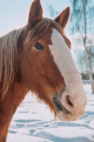 Экскурсия на ферму