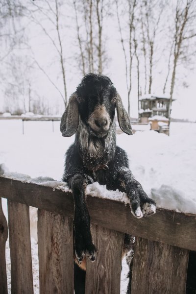 Экскурсия на ферму